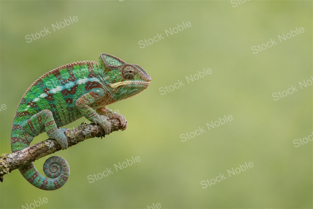 Turquoise Panther Chameleon with Curled Tail on a Branch