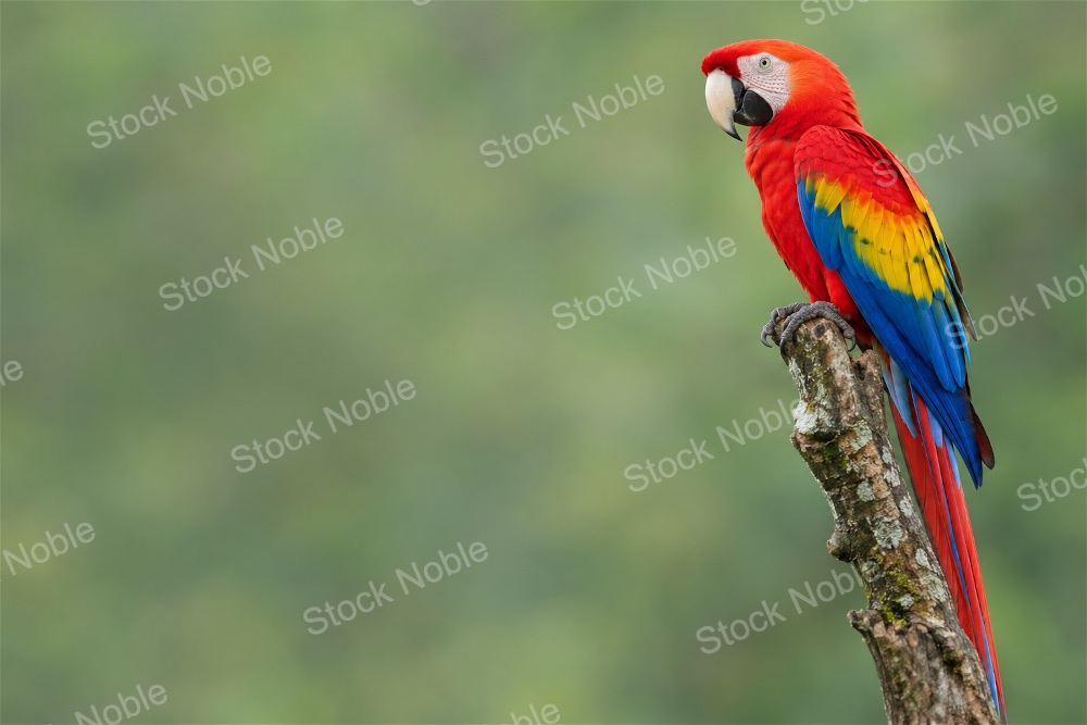 Scarlet Macaw Perched on a Weathered Rainforest Branch