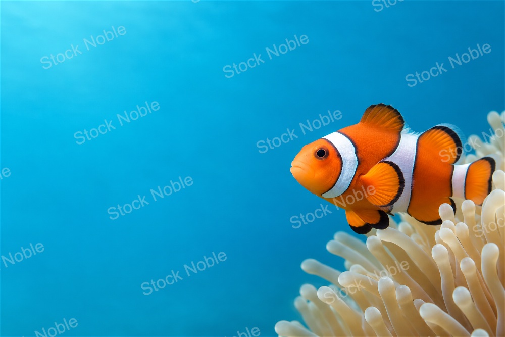 Orange Clownfish Beside a Pale Sea Anemone in Blue Water